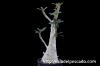 Dorstenia gigas ドルステニア・ギガス image_5