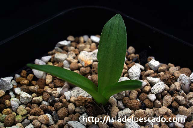 Drimia haworthioides ドリミア・ハオルチオイデス