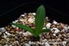Drimia haworthioides ドリミア・ハオルチオイデス image_1