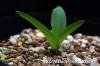 Drimia haworthioides ドリミア・ハオルチオイデス image_2