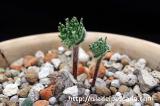 Eriospermum dregei エリオスペルマム・ドレゲイ