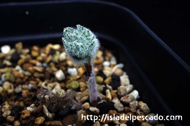 Eriospermum dregei エリオスペルマム・ドレゲイ