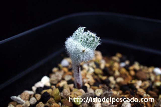 Eriospermum lanceifolium エリオスペルマム eriospermum-lanceifolium-エリオスペルマム-ランケイフォリウム