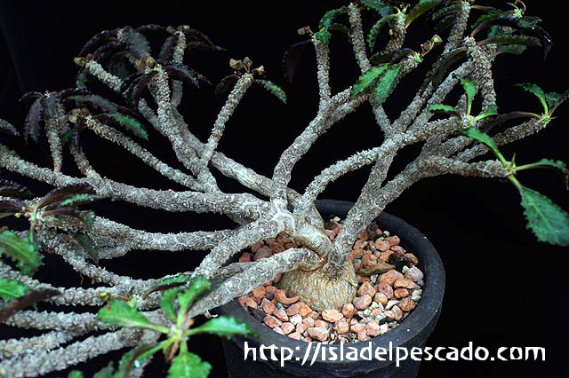 isla del pescado-多肉植物-ユーフォルビア-Euphorbia ambovombensis