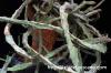 Euphorbia buruana ユーフォルビア・ブルアナ image_5