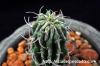 Euphorbia columnaris ユーフォルビア・コルムナリス image_3
