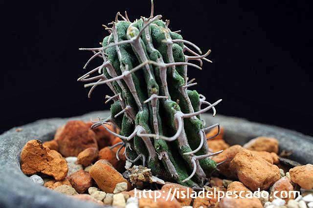 ユーフォルビア コルムナリス 接ぎ降ろし Euphorbia columnaris