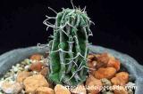 Euphorbia columnaris ユーフォルビア・コルムナリス