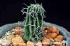 Euphorbia columnaris ユーフォルビア・コルムナリス image_1