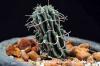 Euphorbia columnaris ユーフォルビア・コルムナリス image_2