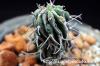 Euphorbia columnaris ユーフォルビア・コルムナリス image_3