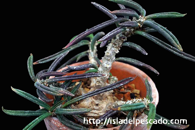 Isla Del Pescado 多肉植物 ユーフォルビア Euphorbia Cylindrifolia