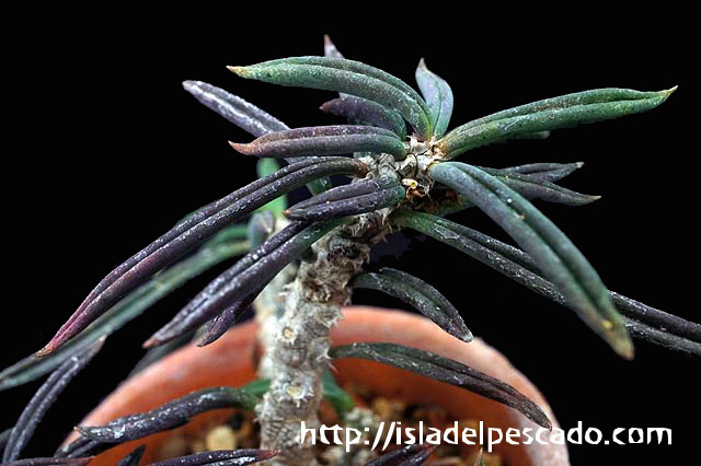 Isla Del Pescado 多肉植物 ユーフォルビア Euphorbia Cylindrifolia