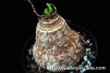 Euphorbia decidua 蓬莱島