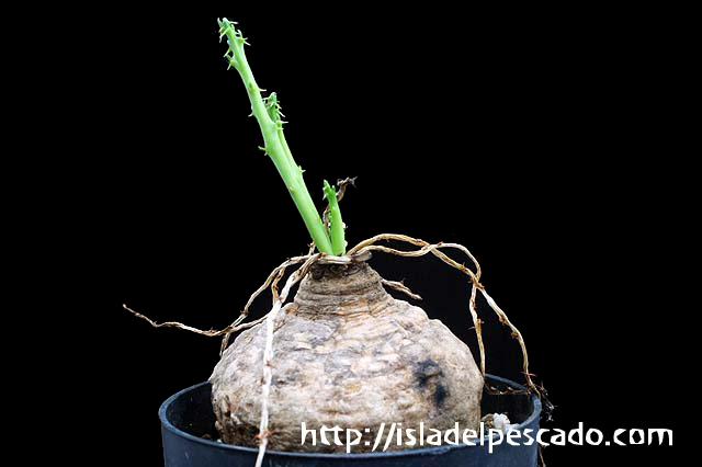 人気SALE低価75 Euphorbia decidua 蓬莱塔 ユーフォルビア デシドゥア サボテン 多肉植物　塊根　コーデックス 塊茎 サボテン