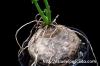 Euphorbia decidua 蓬莱島 image_1