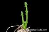 Euphorbia decidua 蓬莱島 image_3