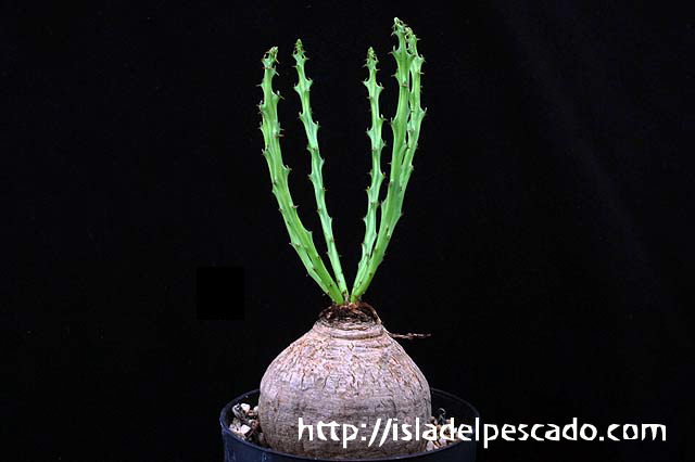 ④ 特大 ユーフォルビア デシドゥア Euphorbia decidua 蓬莱塔 ④ 特大 ユーフォルビア デシドゥア Euphorbia decidua 蓬莱塔