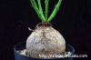 Euphorbia decidua 蓬莱島 image_1