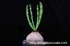 Euphorbia decidua 蓬莱島 image_2