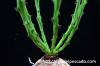 Euphorbia decidua 蓬莱島 image_3