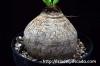 Euphorbia decidua 蓬莱島 image_4