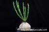 Euphorbia decidua 蓬莱島 image_5
