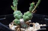 Euphorbia globosa 玉鱗宝