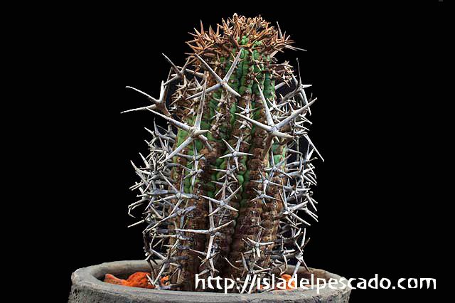 isla del pescado-多肉植物-ユーフォルビア-Euphorbia stellispina