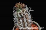 Euphorbia stellispina 群星冠