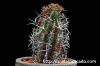 Euphorbia stellispina 群星冠 image_2