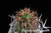 Euphorbia stellispina 群星冠 image_3