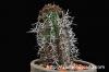 Euphorbia stellispina 群星冠 image_4