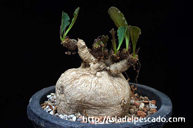 isla del pescado-多肉植物-ユーフォルビア-Euphorbia subapoda isla del pescado-多肉植物-ユーフォルビア-Euphorbia subapoda