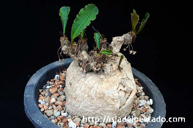 isla del pescado-多肉植物-ユーフォルビア-Euphorbia subapoda isla del pescado-多肉植物-ユーフォルビア-Euphorbia subapoda
