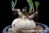 Euphorbia subapoda ユーフォルビア・スバポーダ