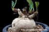 Euphorbia subapoda ユーフォルビア・スバポーダ image_1