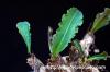 Euphorbia subapoda ユーフォルビア・スバポーダ image_3