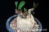 Euphorbia subapoda ユーフォルビア・スバポーダ image_5