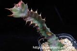 Euphorbia umfoloziensis ユーフォルビア・ウムフォロジエンシス