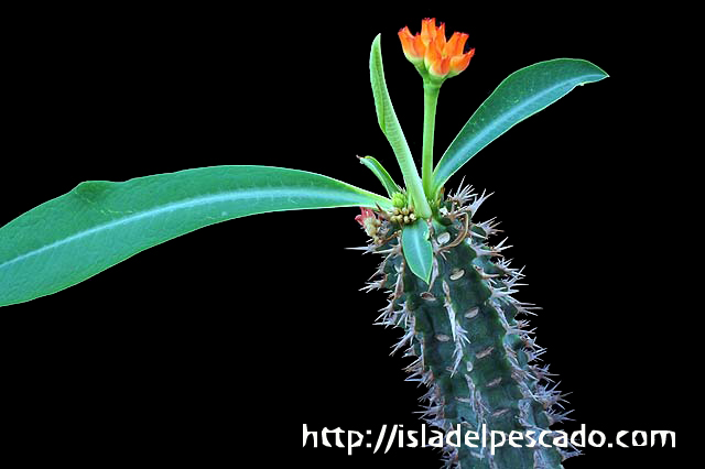 Euphorbia viguieri 噴火竜