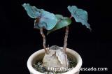 Ficus petiolaris フィッカス・ペティオラリス