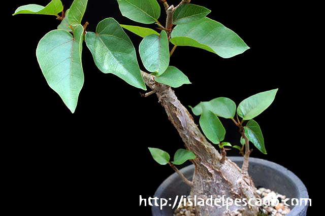 Ficus petiolaris フィッカス・ペティオラリス