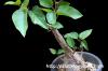 Ficus petiolaris フィッカス・ペティオラリス image_1