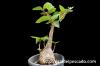 Ficus petiolaris フィッカス・ペティオラリス image_2