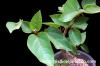 Ficus petiolaris フィッカス・ペティオラリス image_3