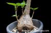 Ficus petiolaris フィッカス・ペティオラリス image_4