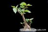 Ficus petiolaris フィッカス・ペティオラリス image_5