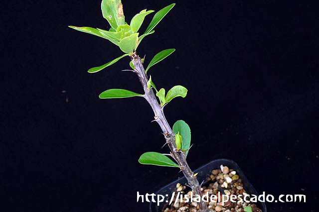 Fouquieria formosa フォークイエリア・フォルモサ