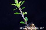 Fouquieria formosa フォークイエリア・フォルモサ